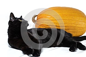 Black cat sits next to a yellow pumpkin on a white