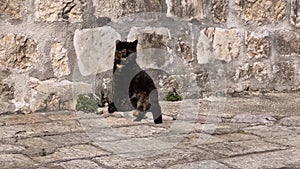 Black cat sits outside on stone pavement on sun, washing itself, scratching flea