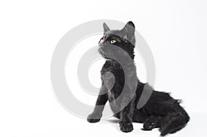 Black cat sits waddle on a white background