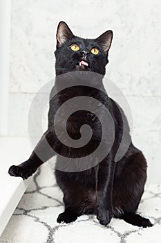 The black cat sits by the window and looks up, sticking out his tongue