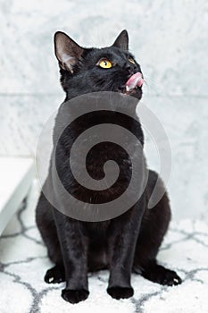 The black cat sits by the window and looks up, sticking out his tongue