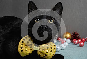 A black cat sits in a yellow bow tie near Christmas decorations.