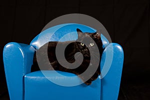 Black cat sitting in a blue mini chair