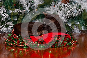 Black cat sitting in Christmas wreath with red ribbon.
