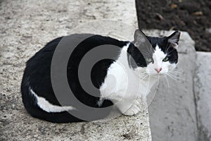 Black Cat Sitting on Concrete
