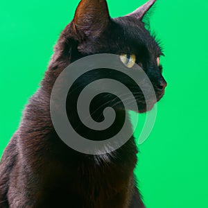 a black cat sitting in front of a green screen