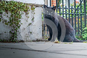 Black Cat is Sitting In Front Of House gate