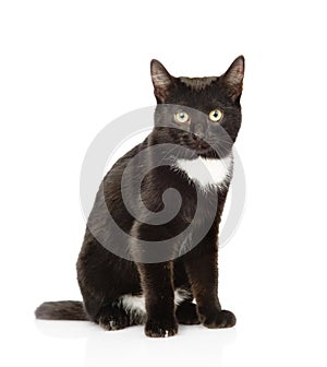 Black cat sitting in front and looking at camera. isolated