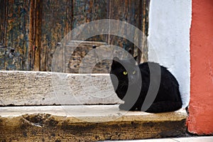 Black Cat is Sitting In Front Of An Old Wooden Door