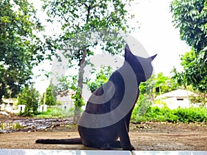 a black cat sitting in front of a residential garden