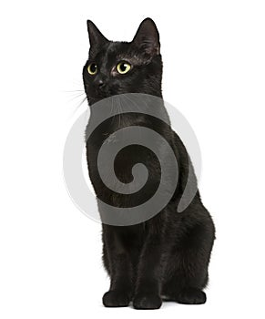 Black cat sitting in