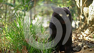 Black cat sitting in the grass among the trees. closeup