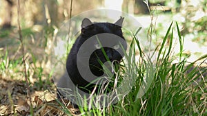 Black cat sitting in the grass among the trees. closeup