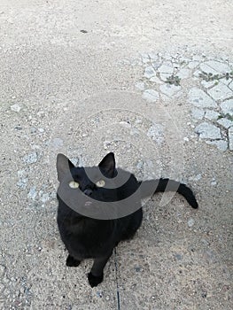 Black cat sitting on a gray concrete floor