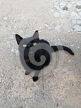 Black cat sitting on a gray concrete floor