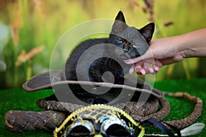 Black cat sitting on a green background with a hat and a whip photo