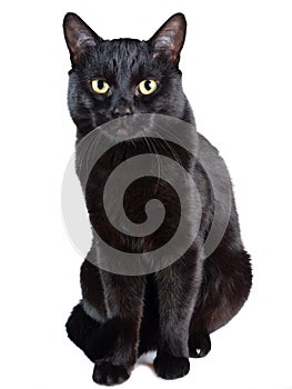 Black Cat sitting isolated on a white background. Soft focus.