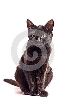 Black Cat sitting and looking at the camera, isolated on white