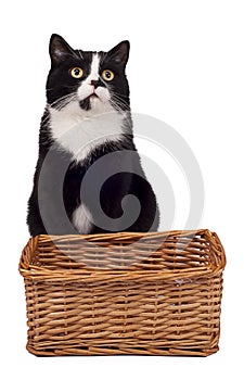 Black cat sitting near basket