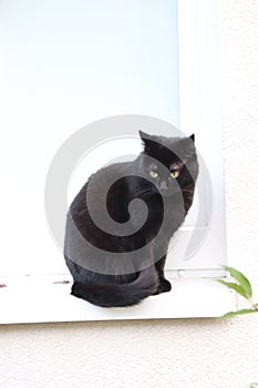 Black Cat Sitting Silhouette Vector