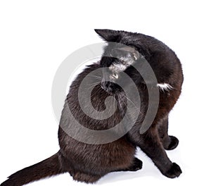 Black cat sitting on a white background, isolated image