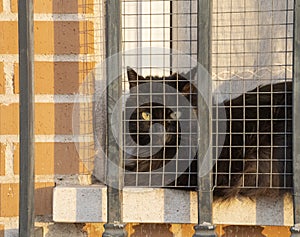 Black cat sitting in a window with bars. Sunset shadows. Cat golden eyes