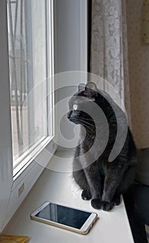 Black cat sitting on the windowsill near the cell phone