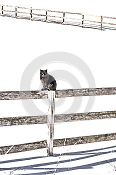 Black Cat Sitting on Wooden Fence