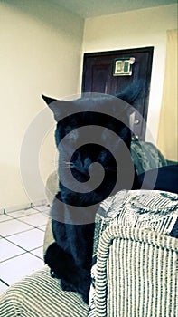 Black cat sleep photo