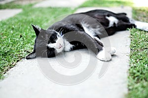 Black cat sleeping on the concret in summer
