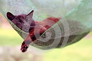 Black cat sleeping in a hammock