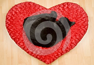 Black Cat Sleeping on a Pillow