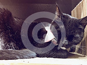 Black cat sleeping with pink bow