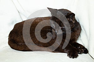black cat sleeping on a white blanket, cat