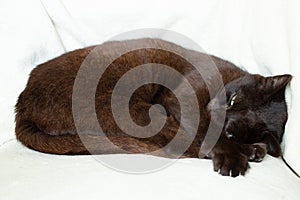 black cat sleeping on a white blanket, cat