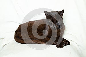 black cat sleeping on a white blanket, cat