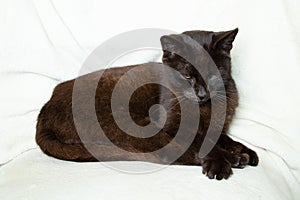 black cat sleeping on a white blanket, cat