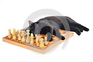 Black cat sleeps on a chess board with figures isolated on white