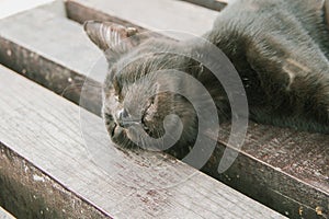 Black cat slept on the wooden