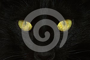 Black cat slit formed yellow-green eyes