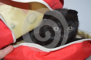 The black cat is small. Scottish fold. Scottish kittens
