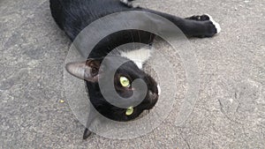 A black cat snooze on the floor.