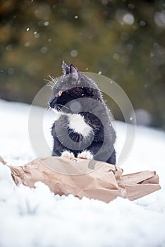 Black cat on the snow.