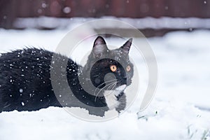 Black cat on the snow.