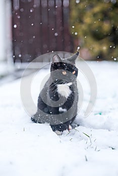 Black cat on the snow.