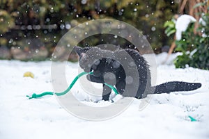 Black cat on the snow.