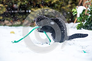 Black cat on the snow.