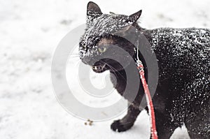 Black cat in the snow