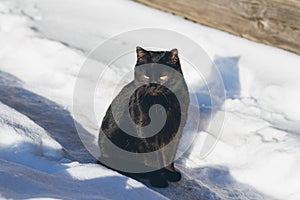 Black cat in the snow basking in the sun