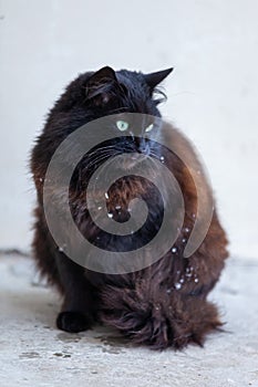 A black cat in the snow with its paw up